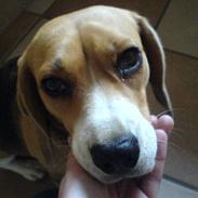 Beagle Bella *RIP <3*