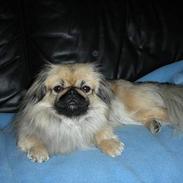 Pekingeser LuiLui