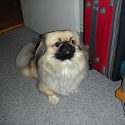 Pekingeser LuiLui