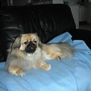Pekingeser LuiLui