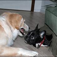 Fransk bulldog Karla