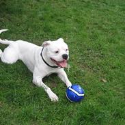 Amerikansk bulldog Alfa (aflivet)