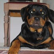 Rottweiler mikey