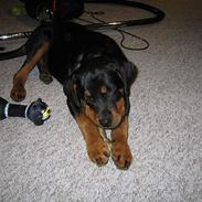 Rottweiler mikey