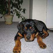 Rottweiler mikey