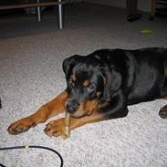 Rottweiler mikey