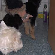 West highland white terrier victor