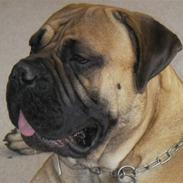 Bullmastiff Gizmo R.I.P