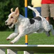 Ruhåret foxterrier Onslow