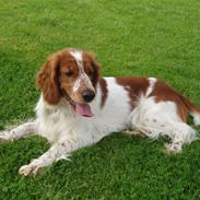 Welsh springer spaniel Jackie