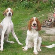 Welsh springer spaniel Jackie