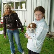 Welsh springer spaniel Jackie