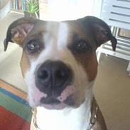 Amerikansk staffordshire terrier Cindy