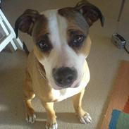 Amerikansk staffordshire terrier Cindy