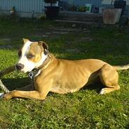 Amerikansk staffordshire terrier Cindy