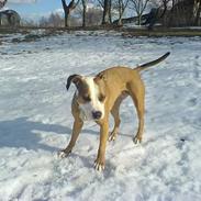 Amerikansk staffordshire terrier Cindy