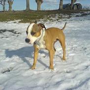 Amerikansk staffordshire terrier Cindy