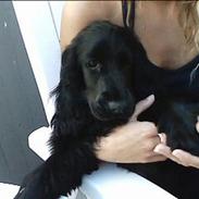 Cocker spaniel Molly