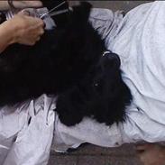 Cocker spaniel Molly