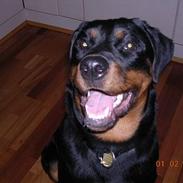 Rottweiler Keeno *1-5 06 - 14-12 09*