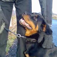 Rottweiler Keeno *1-5 06 - 14-12 09*