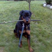 Rottweiler Keeno *1-5 06 - 14-12 09*