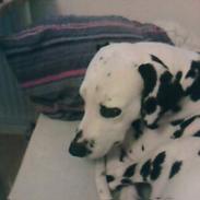 Dalmatiner Otalix Crazy Daisy