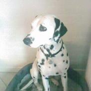 Dalmatiner Otalix Crazy Daisy