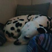 Dalmatiner Otalix Crazy Daisy