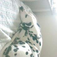 Dalmatiner Otalix Crazy Daisy