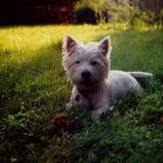 West highland white terrier Bella R.I.P