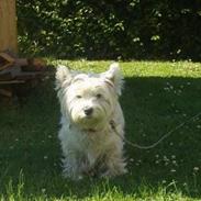 West highland white terrier Bella R.I.P