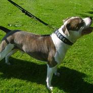 Amerikansk staffordshire terrier Tiger