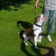 Amerikansk staffordshire terrier Tiger