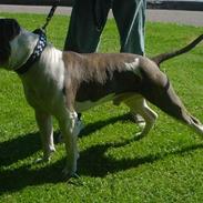 Amerikansk staffordshire terrier Tiger