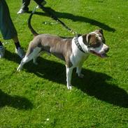 Amerikansk staffordshire terrier Tiger