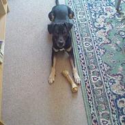 Vestsibirisk lajka King