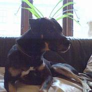 Vestsibirisk lajka King