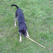 Vestsibirisk lajka King