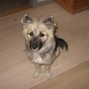 Islandsk fårehund Vinda 