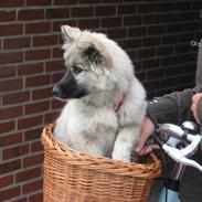 Islandsk fårehund Vinda 