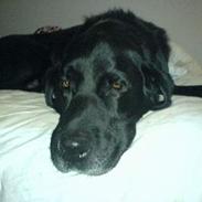 Labrador retriever Odin