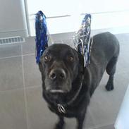 Labrador retriever Odin