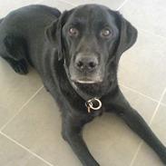 Labrador retriever Odin