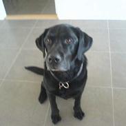 Labrador retriever Odin