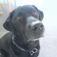 Labrador retriever Odin