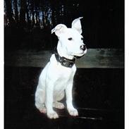 Amerikansk staffordshire terrier Ozzie