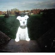 Amerikansk staffordshire terrier Ozzie