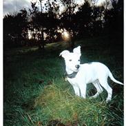 Amerikansk staffordshire terrier Ozzie