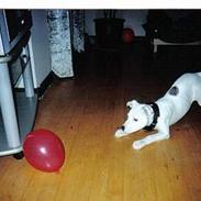 Amerikansk staffordshire terrier Ozzie